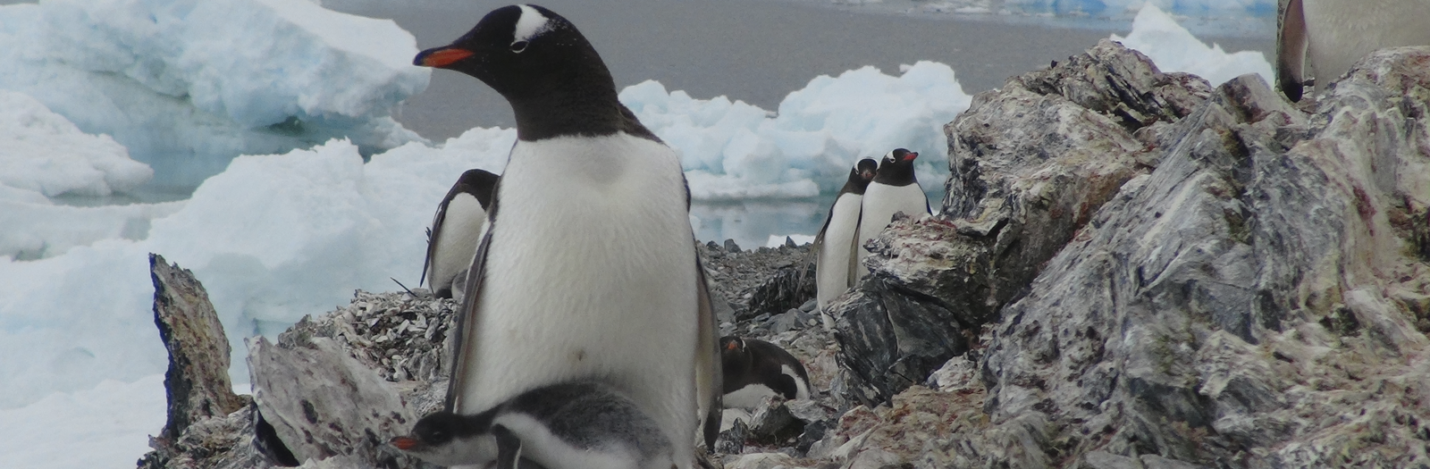 Lorem ipsum dolor sit amet, consectetur adipisicing elit.