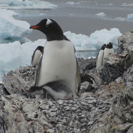 Lorem ipsum dolor sit amet, consectetur adipisicing.